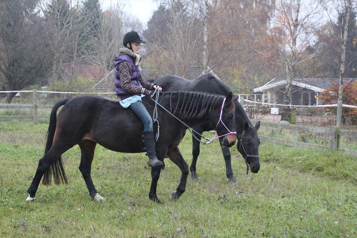 Tysk Sportspony Bonnie  - Tog mig lige chancen.. Bonnie var så sød, vi tog lige nogle omgange bidløst <3 Dygtige pony! *Foto Jose* billede 10