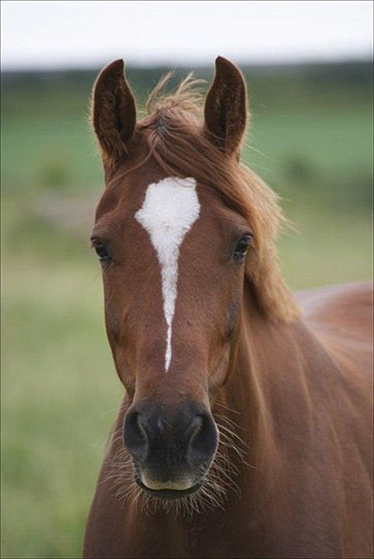 Welsh Partbred (Sec F) Kikkes Stjerne - Billedesmukke Stjerne billede 2
