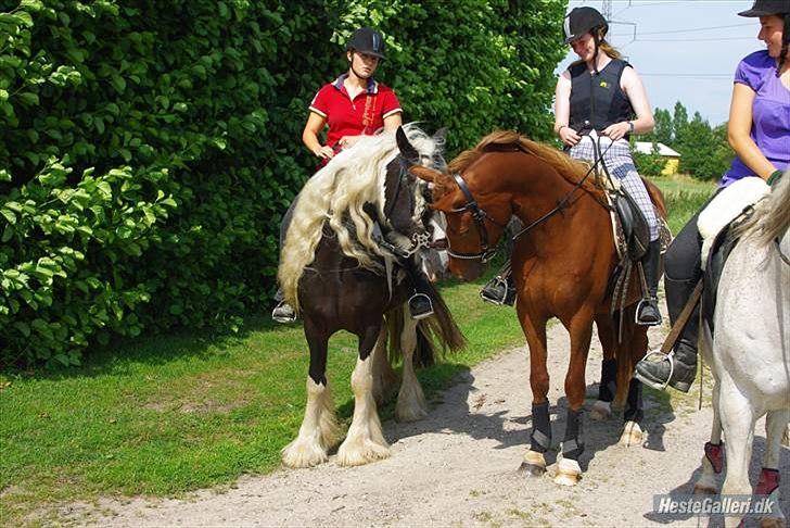 Welsh Partbred (Sec F) Kikkes Stjerne billede 3