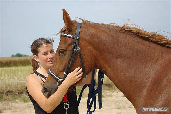 Welsh Partbred (Sec F) Kikkes Stjerne billede 4