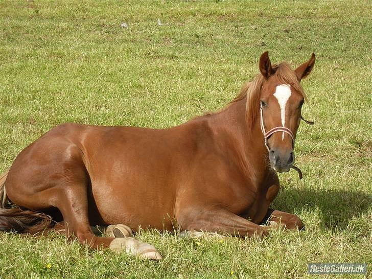 Welsh Partbred (Sec F) Kikkes Stjerne billede 6