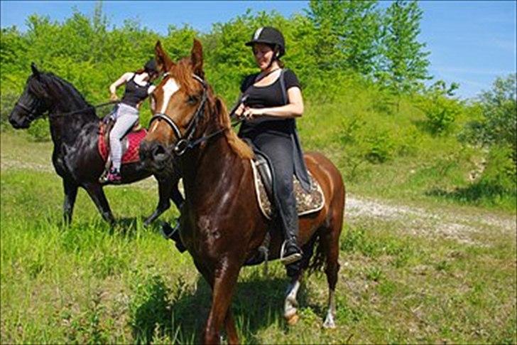 Welsh Partbred (Sec F) Kikkes Stjerne billede 7