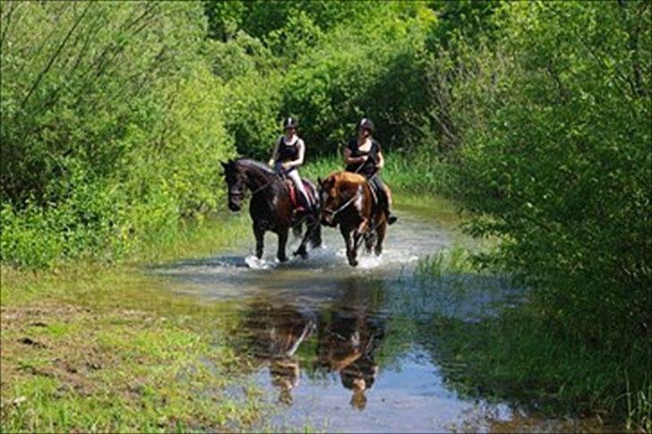 Welsh Partbred (Sec F) Kikkes Stjerne - En tur i vand! billede 8