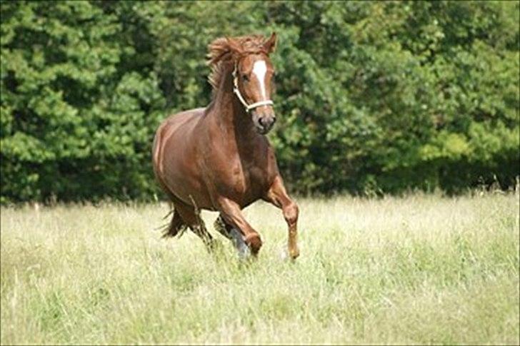 Welsh Partbred (Sec F) Kikkes Stjerne - Elsker sommergræs. billede 9