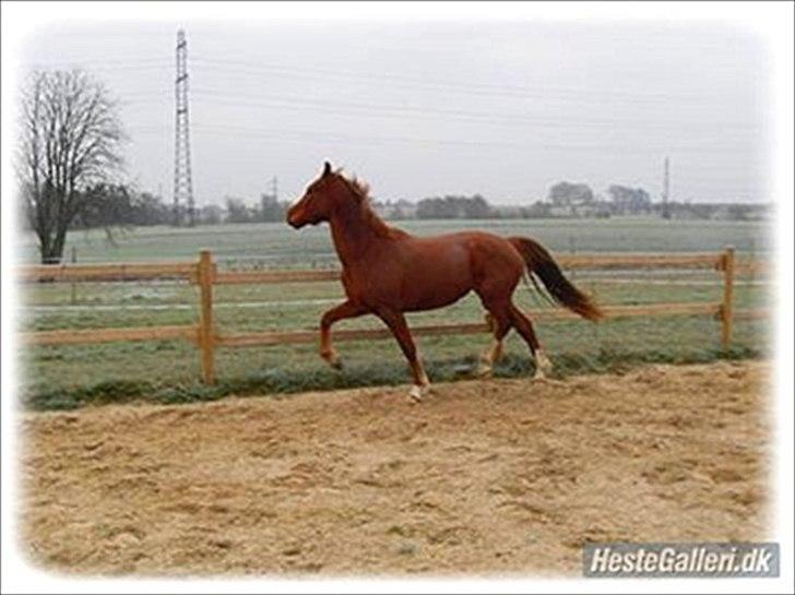 Welsh Partbred (Sec F) Kikkes Stjerne billede 10