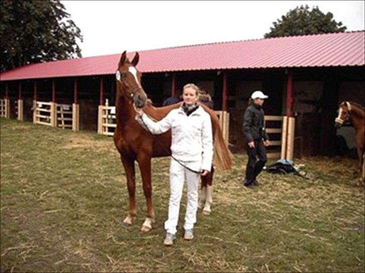 Welsh Partbred (Sec F) Kikkes Stjerne - Stjerne og Amanda til store hestedag som 1 års. billede 11