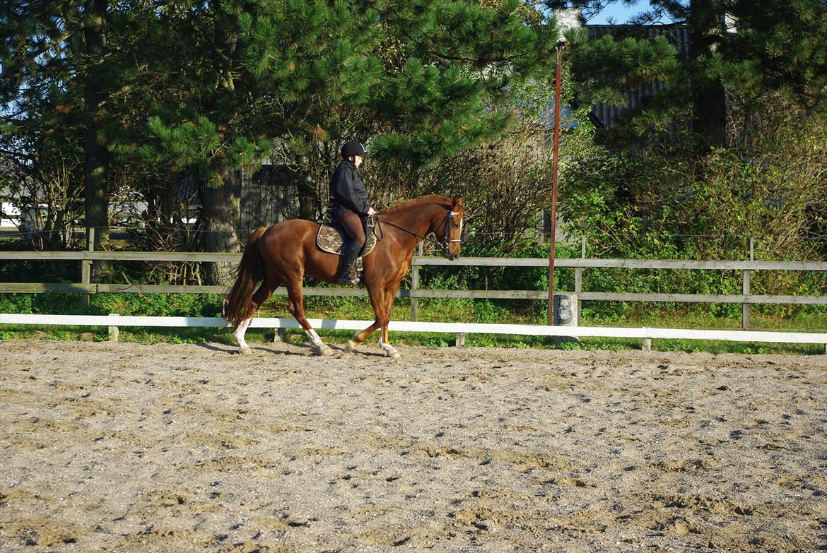 Welsh Partbred (Sec F) Kikkes Stjerne billede 12