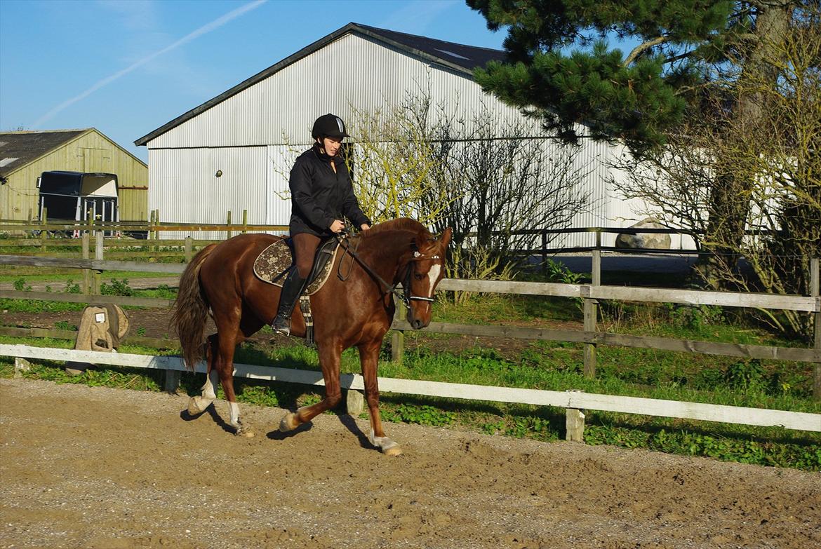Welsh Partbred (Sec F) Kikkes Stjerne billede 13