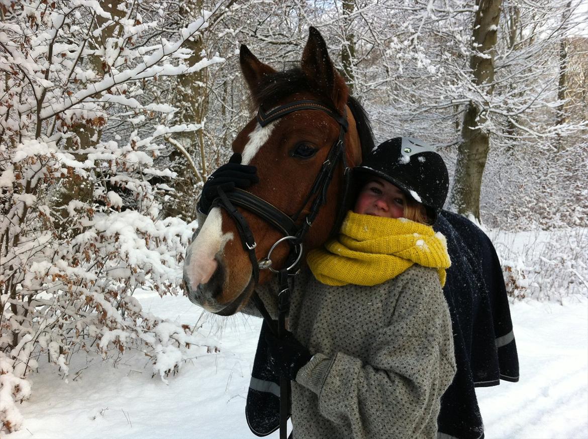 Belgisk Sportspony | Jacorde 'E' Van Het Juxschot - This is my horse, my horse is amazing! billede 12