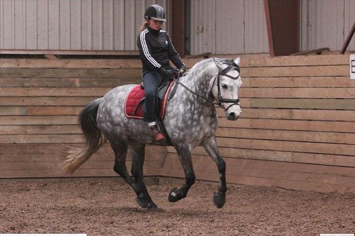 Connemara Wonder Step *Rynkemulen** - Februar 2012
Træning på Stenholt
 billede 19