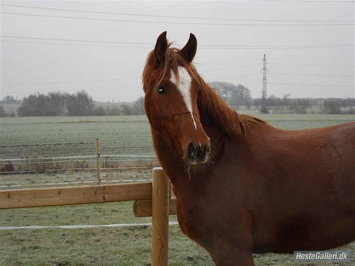 Welsh Partbred (Sec F) Kikkes Stjerne billede 14