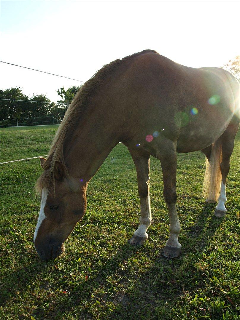 Hollandsk Sportspony Casper  "tidligere pony solgt " billede 4