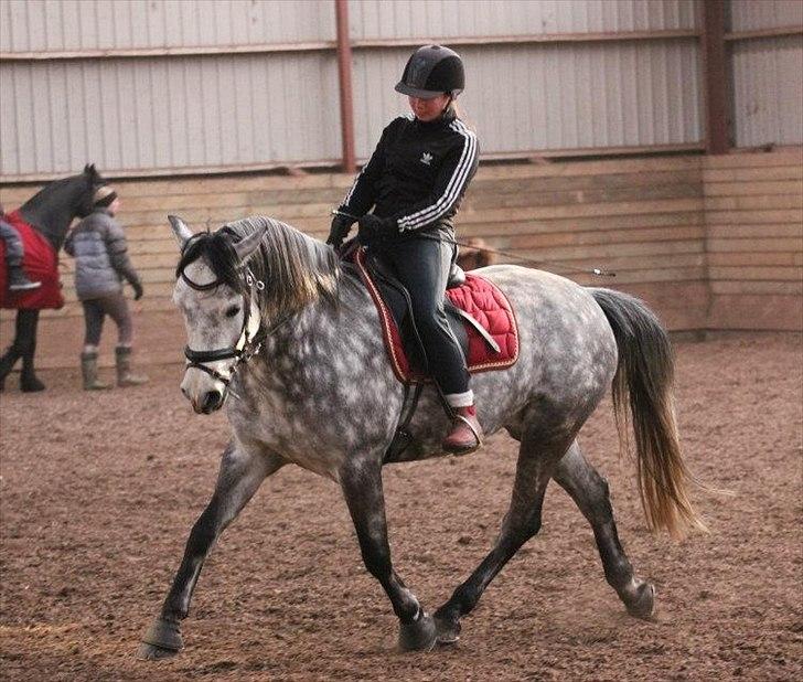 Connemara Wonder Step *Rynkemulen** - Februar 2012
Træning på Stenholt billede 20