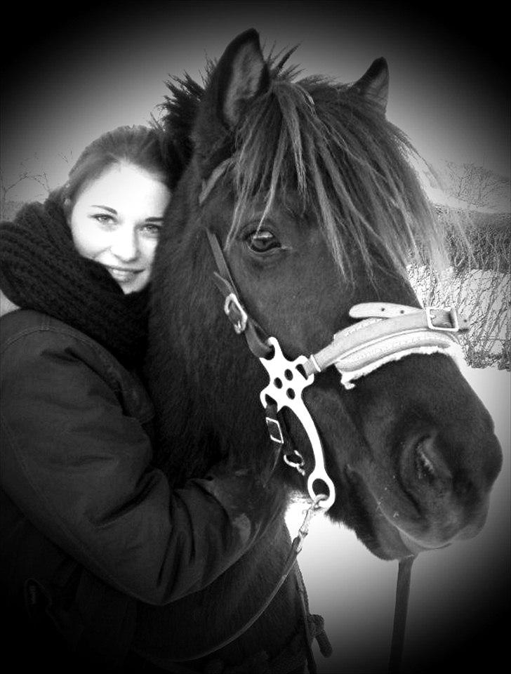 Islænder My Sunbeam (Banditten) billede 18