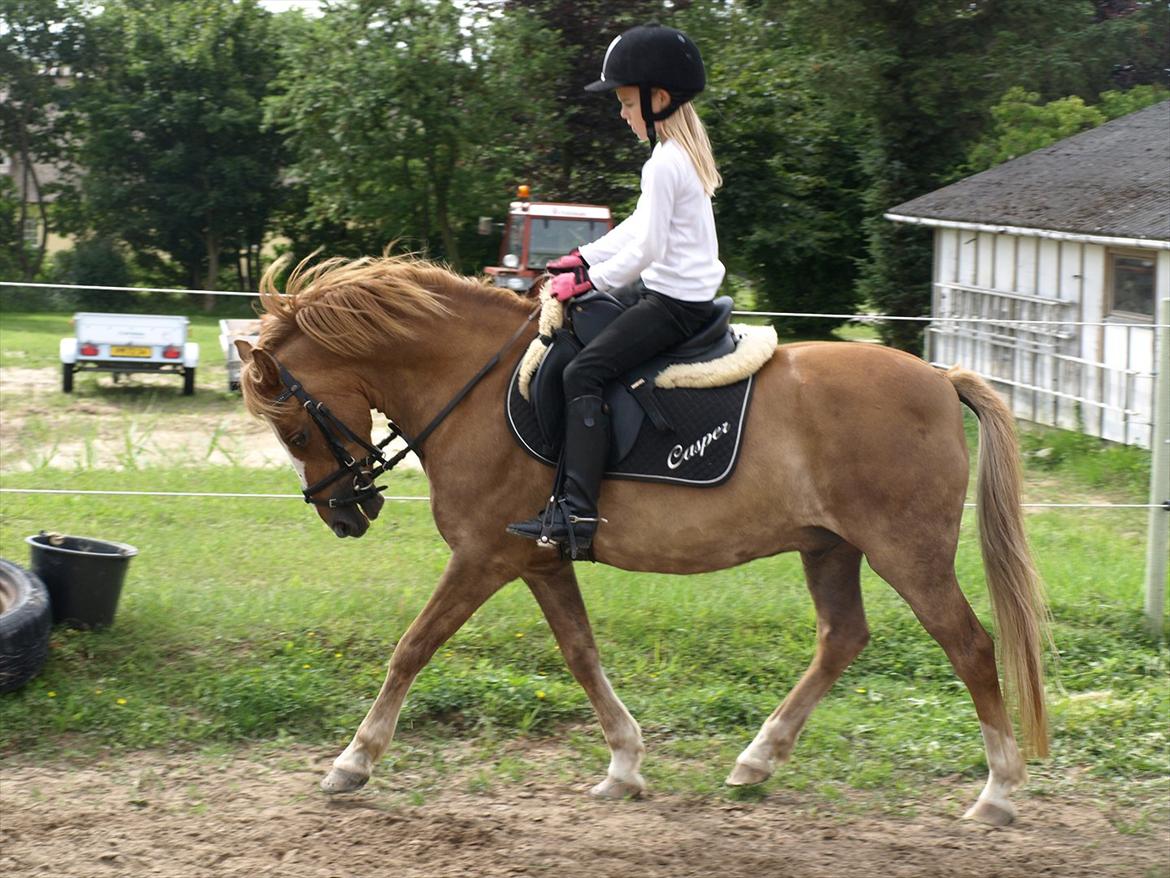 Hollandsk Sportspony Casper  "tidligere pony solgt " billede 5