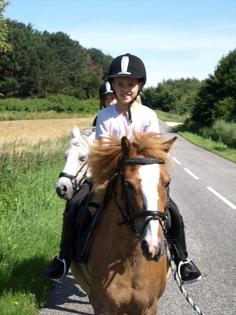 Hollandsk Sportspony Casper  "tidligere pony solgt " - hyggelig tur til ridning billede 6