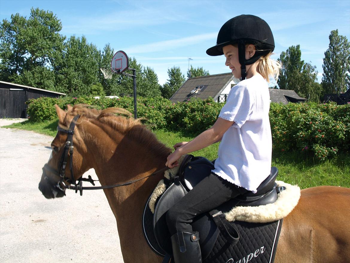 Hollandsk Sportspony Casper  "tidligere pony solgt " - på vej til ridning hos Anja billede 7