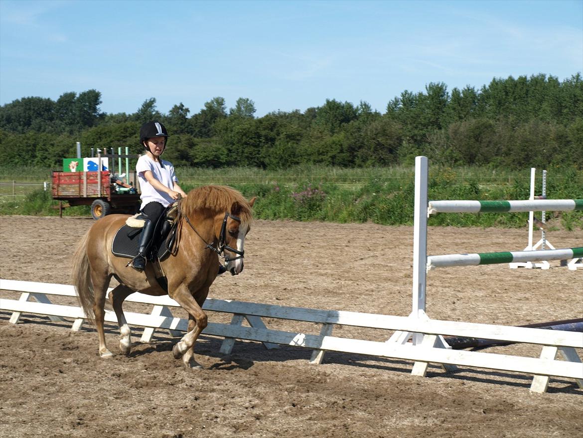 Hollandsk Sportspony Casper  "tidligere pony solgt " billede 8