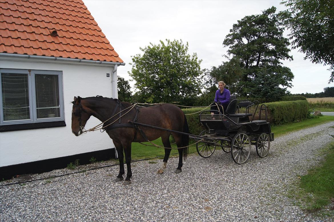 Anden særlig race Musse billede 4