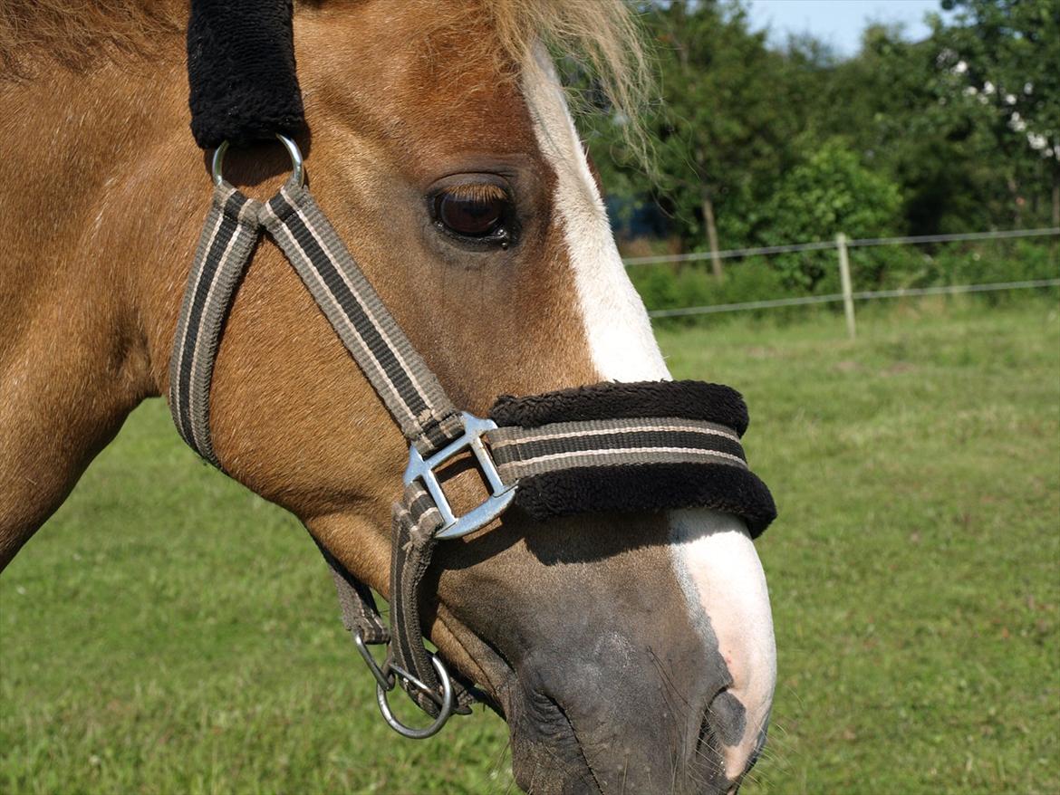 Hollandsk Sportspony Casper  "tidligere pony solgt " billede 9