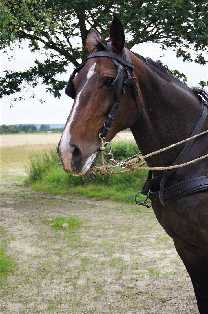 Anden særlig race Musse billede 6