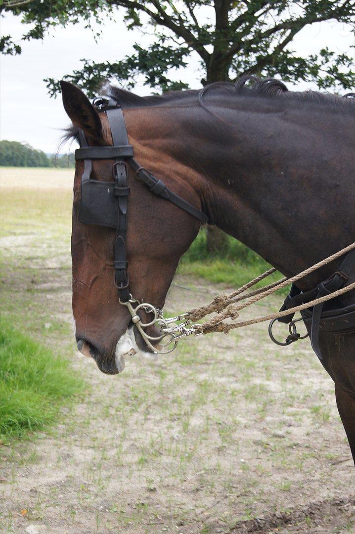 Anden særlig race Musse billede 7