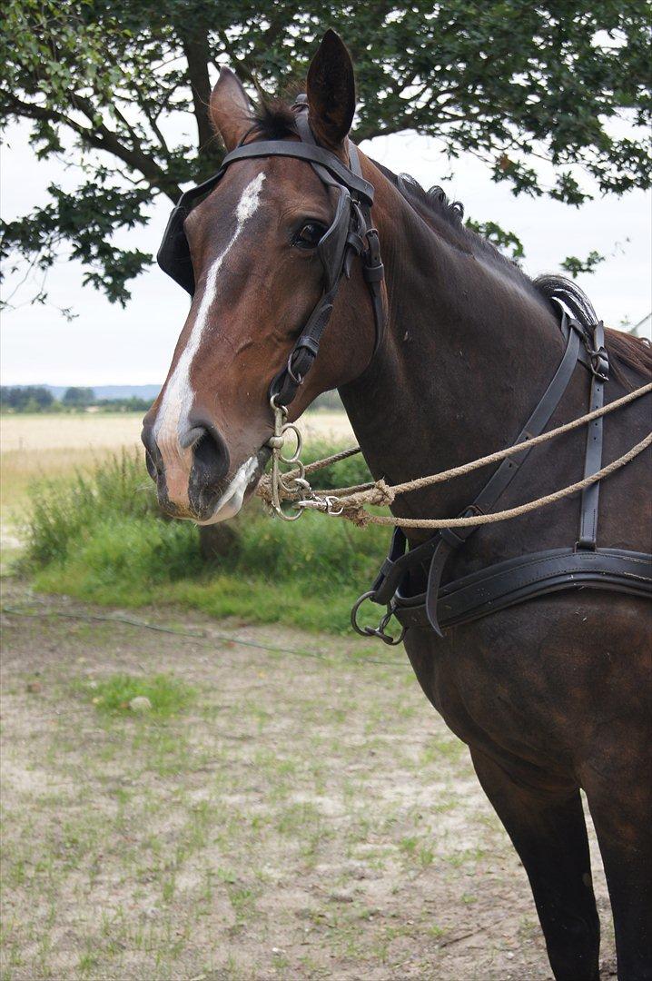 Anden særlig race Musse billede 8