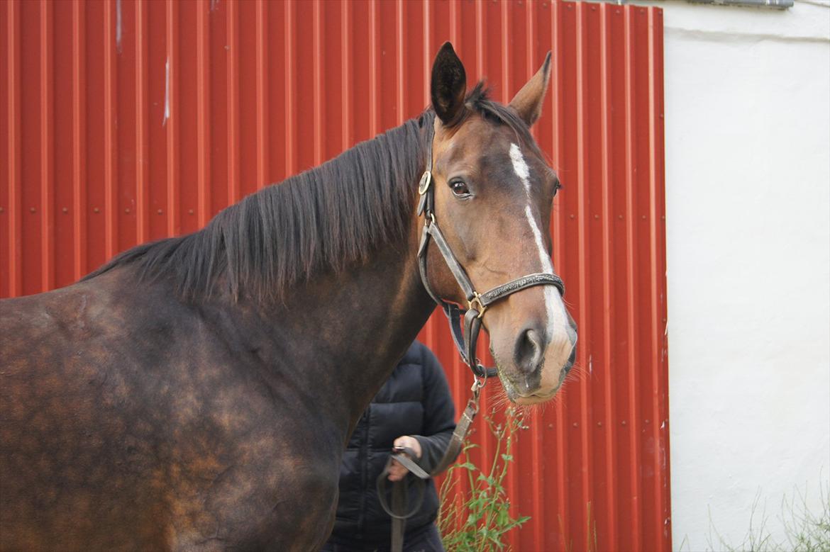 Anden særlig race Musse billede 9