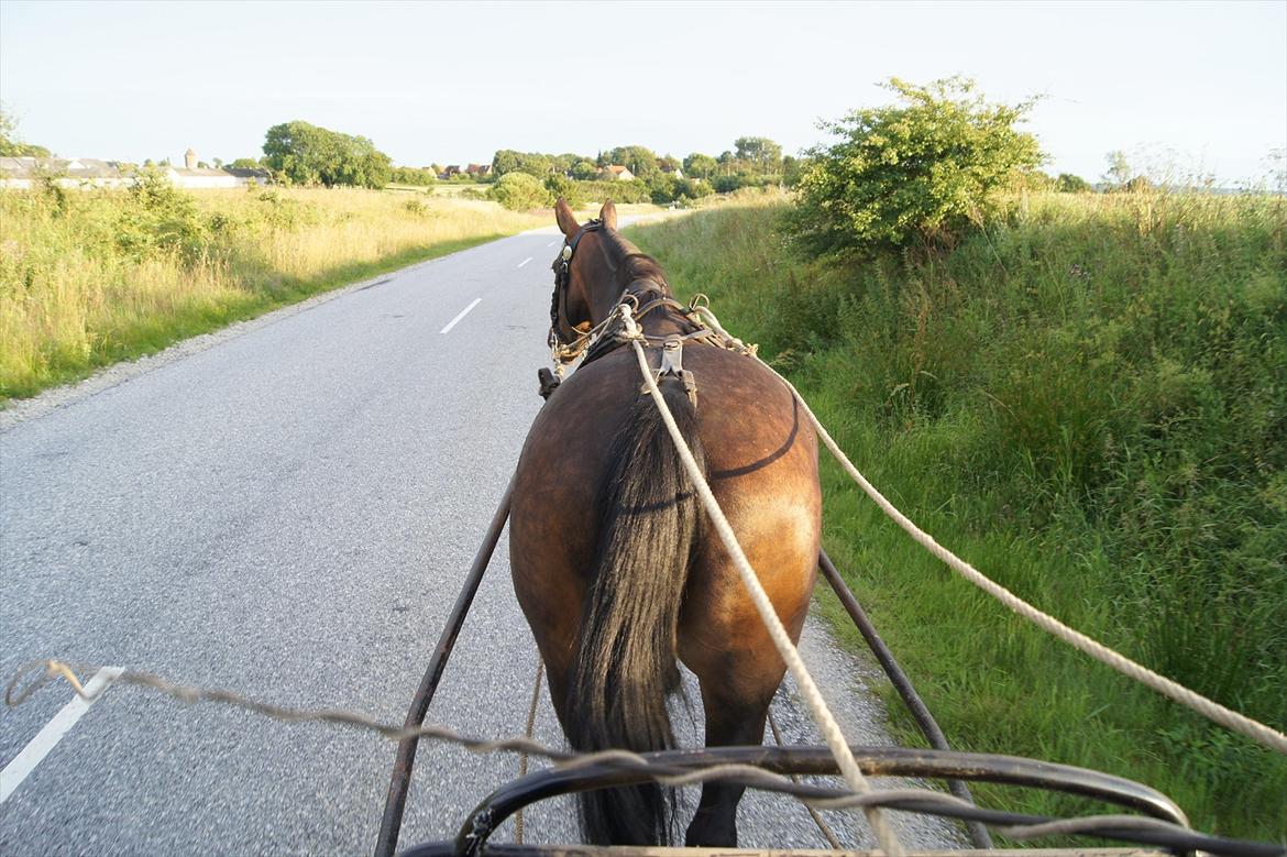 Anden særlig race Musse billede 11