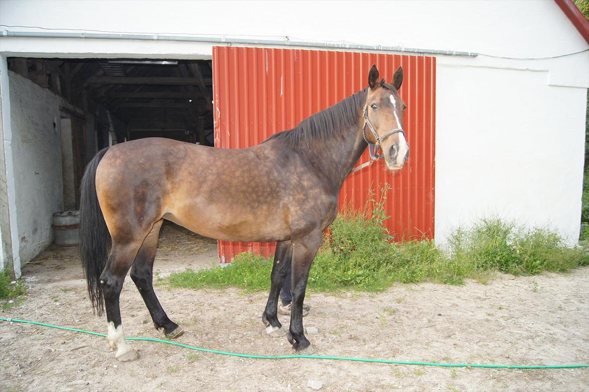 Anden særlig race Musse billede 10