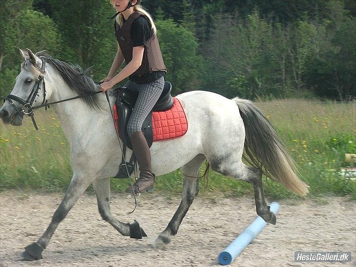 Anden særlig race kastaniegårdens Desiree billede 12