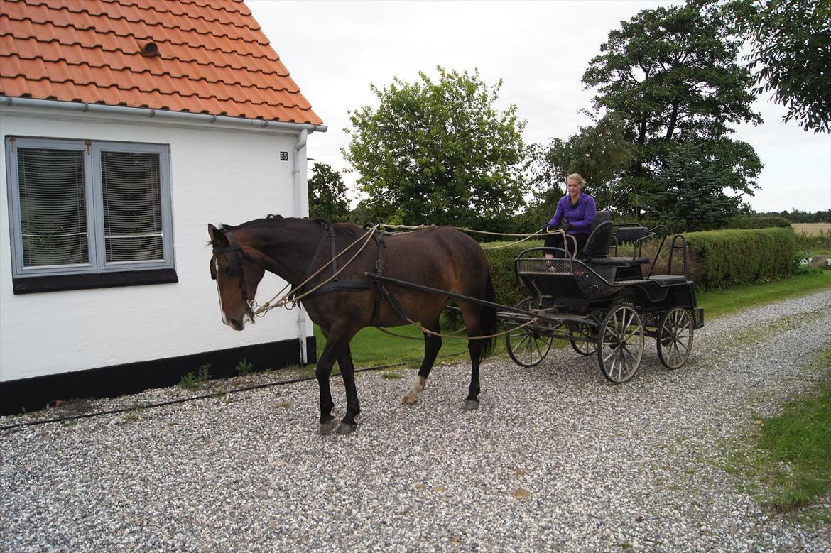 Anden særlig race Musse billede 5