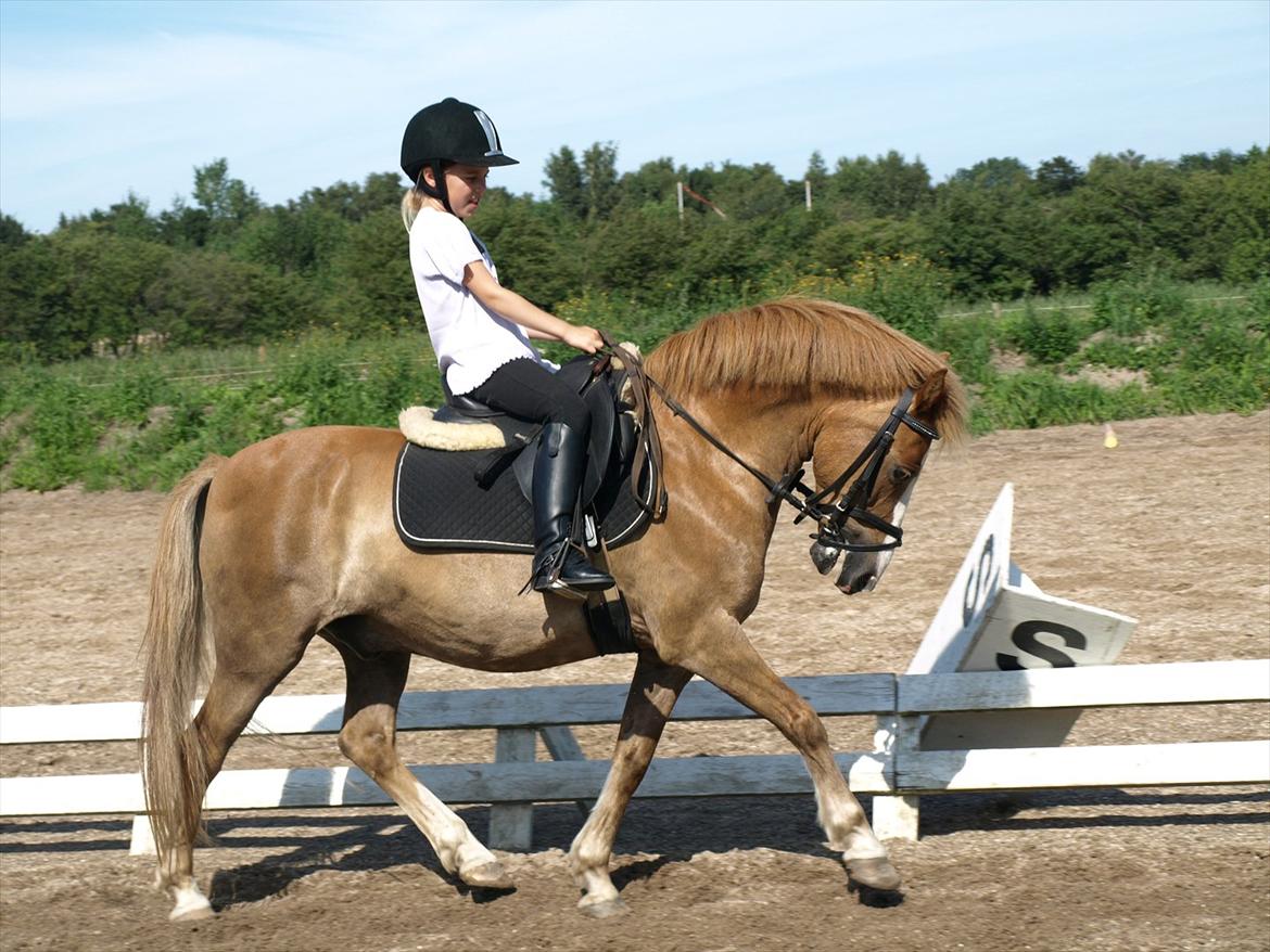 Hollandsk Sportspony Casper  "tidligere pony solgt " - mit yndlings billede af den dejlige Casper billede 3