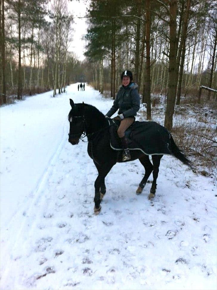 Dansk Varmblod Sazkibard S *My Soulmate* - Min dejlige utålmodige hest :D ♥

Foto: Marianne på Utopid d. 5.2.12 :-) billede 14