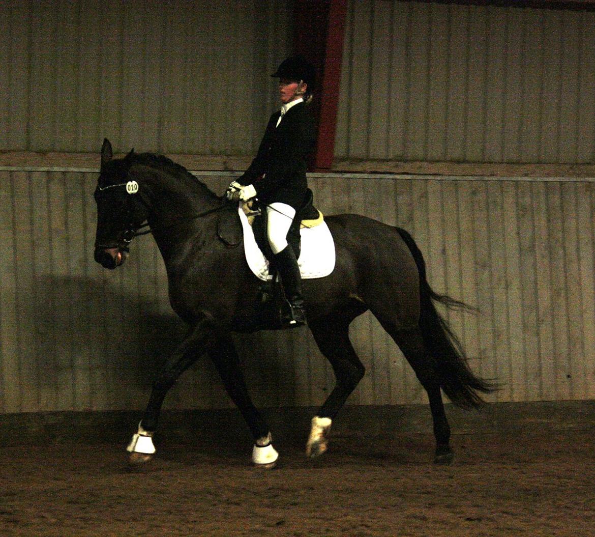 Dansk Varmblod BALDER - Januar 2012
Foto: Anja Kristjansen billede 5