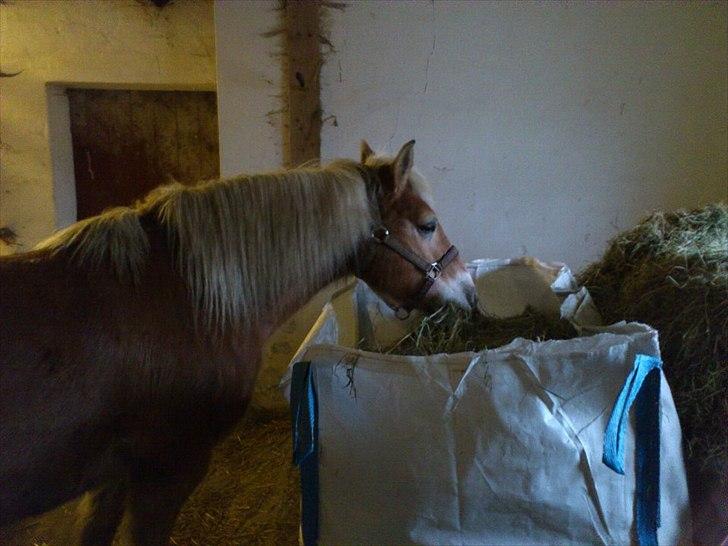 Haflinger Eizhia - hun er vel en haflinger, som er yderst madglad :) billede 20