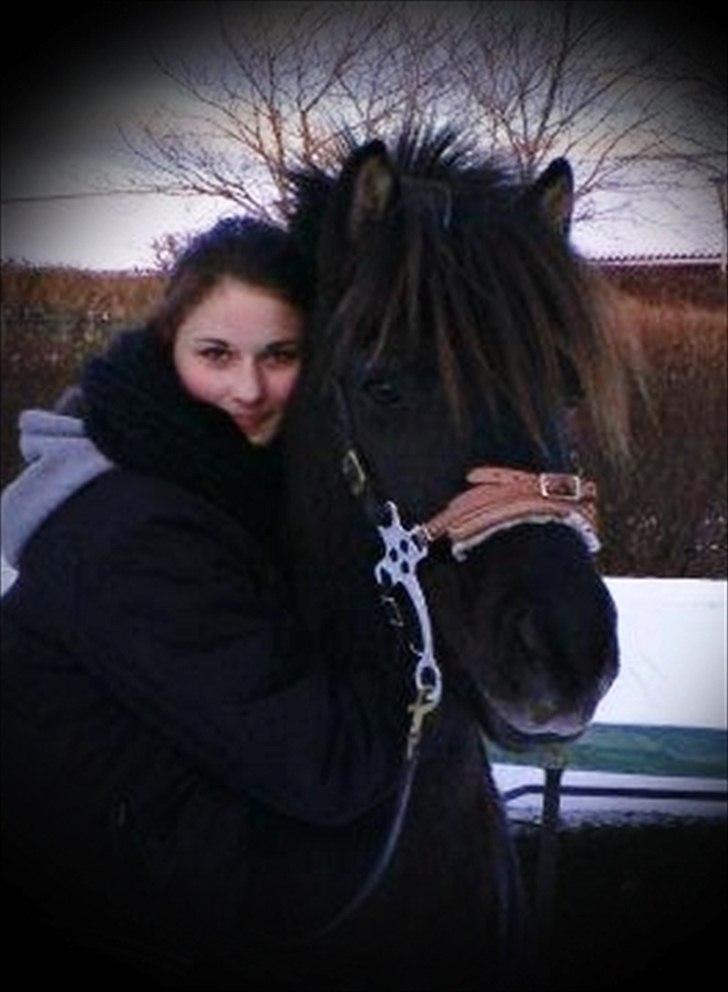 Islænder My Sunbeam (Banditten) billede 19