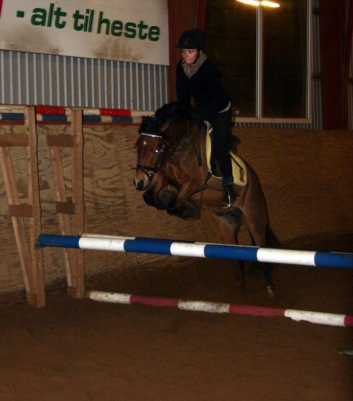 Welsh Pony af Cob-type (sec C) LL. Lundsgårds Jeppe billede 7