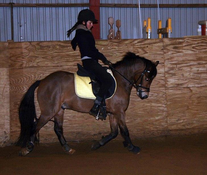 Welsh Pony af Cob-type (sec C) LL. Lundsgårds Jeppe billede 8