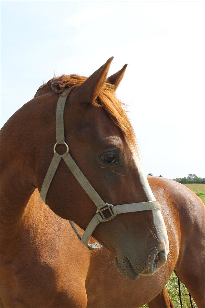 Frederiksborg Zhoker Brentedal billede 7
