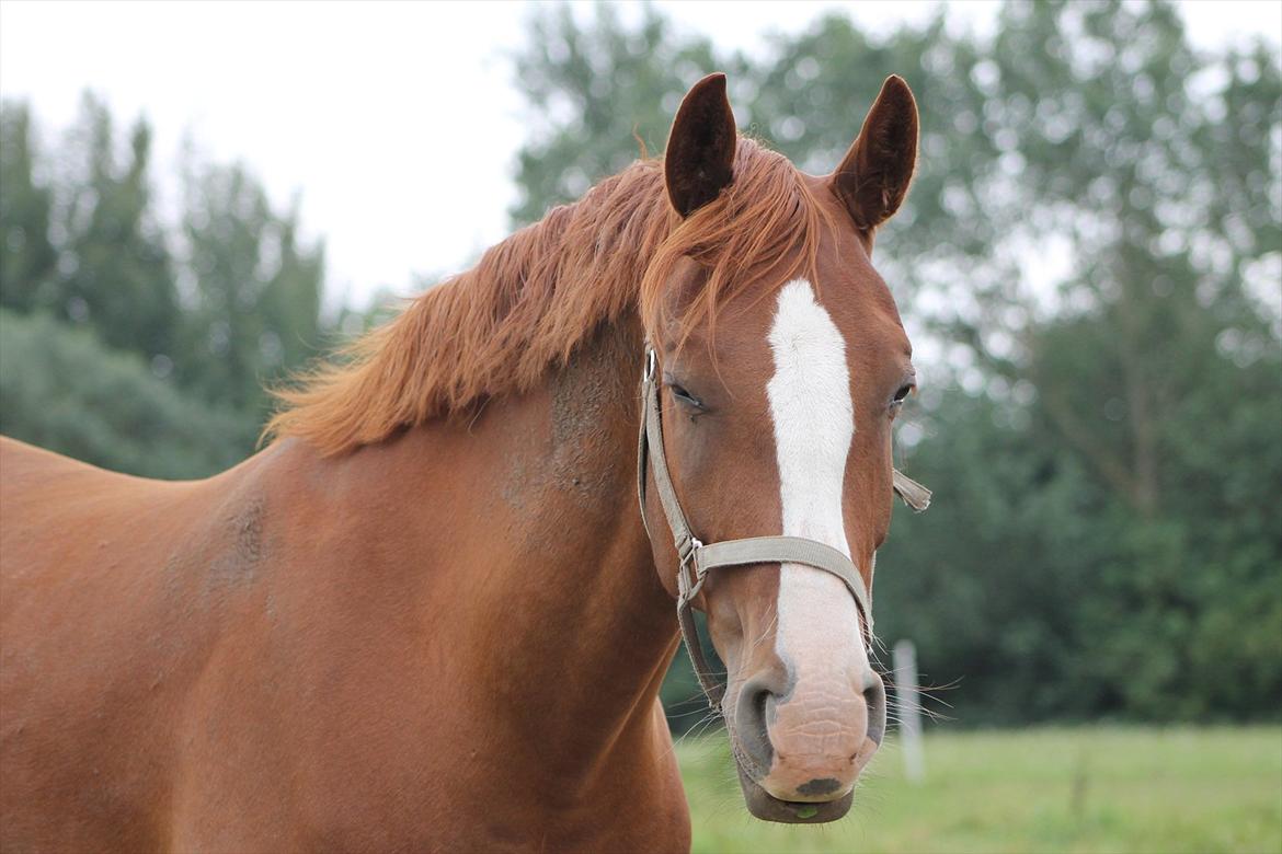 Frederiksborg Zhoker Brentedal billede 8