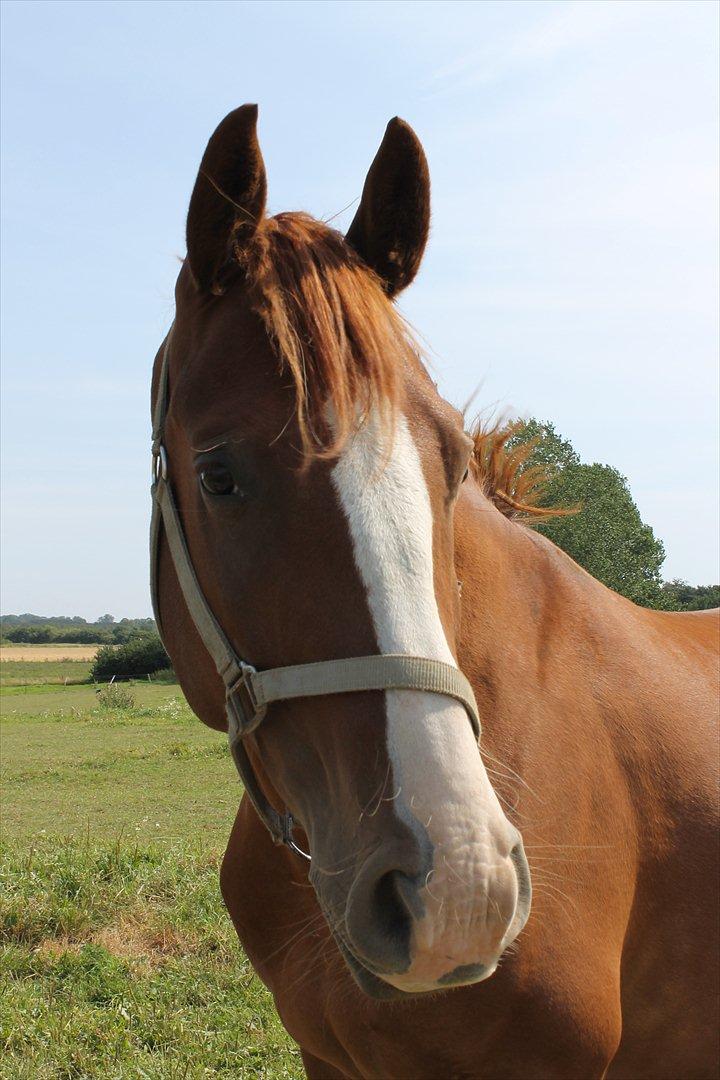 Frederiksborg Zhoker Brentedal billede 9