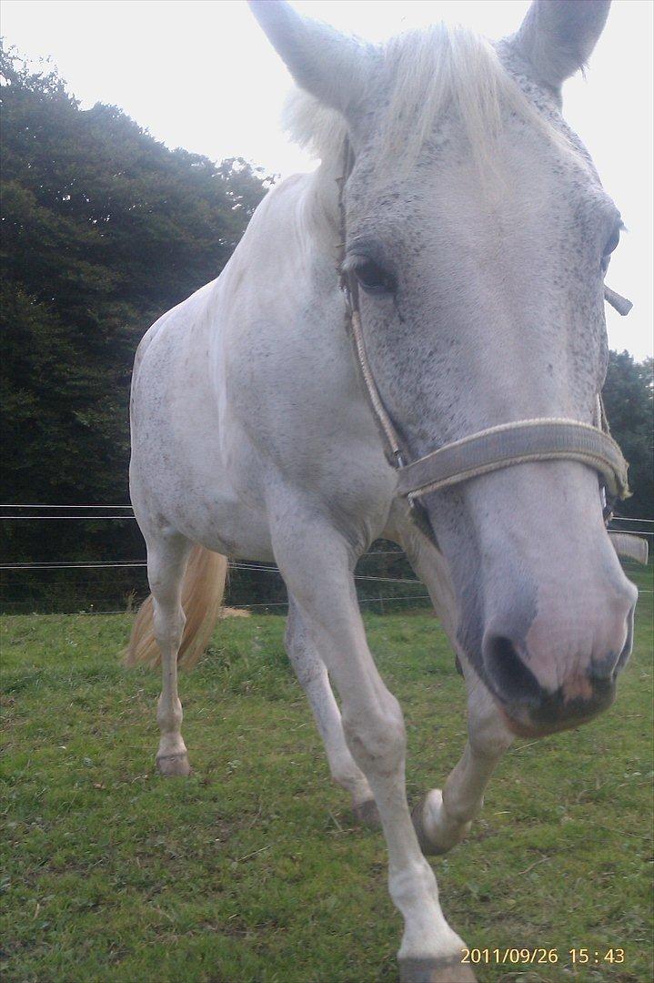 Sportsaraber (A) Søgaardens Magic Spirit billede 8