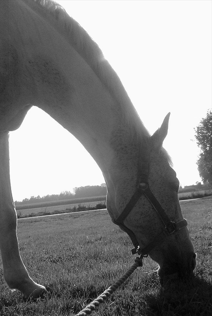 Sportsaraber (A) Søgaardens Magic Spirit billede 9