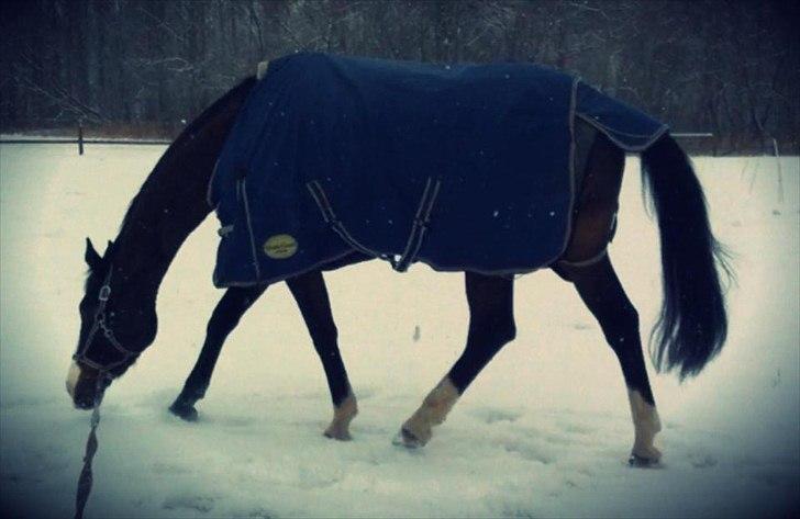 Dansk Varmblod Askemosegaards Ram Á Jean billede 8