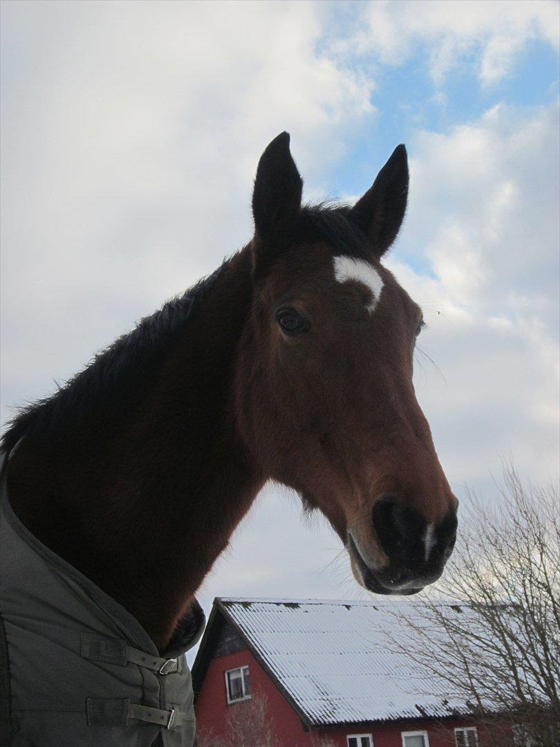 Dansk Varmblod HÉKATE - Første dag hos mig :) Foto: Mig billede 8