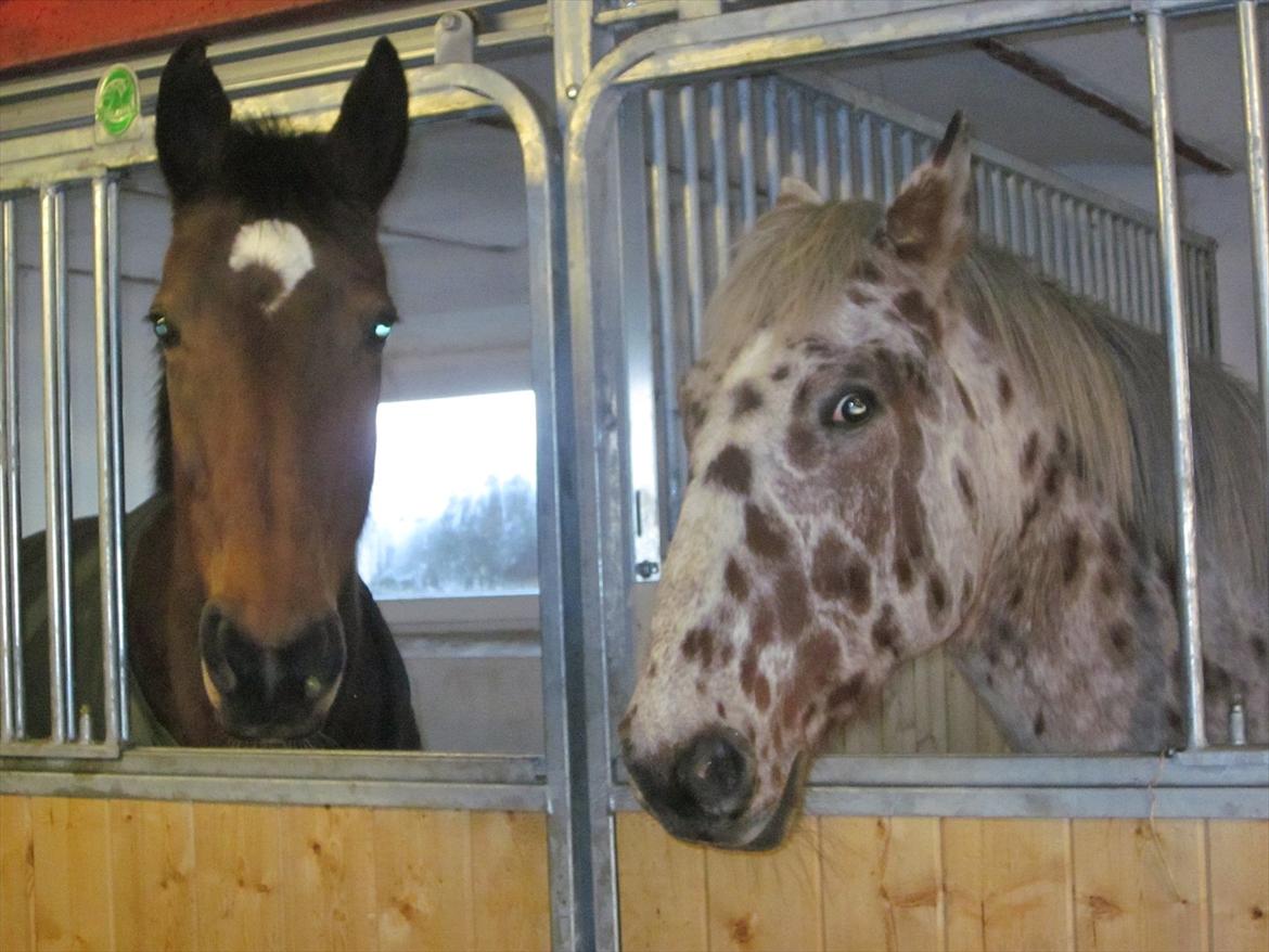 Dansk Varmblod HÉKATE - Hékate sammen med Comett :) Foto: Mig billede 9