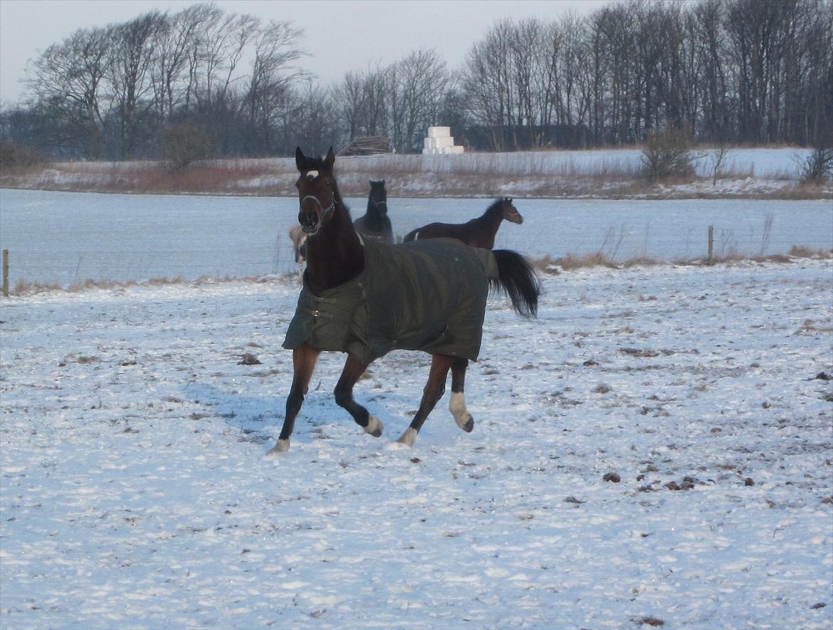 Dansk Varmblod HÉKATE - Foto: Mig billede 13