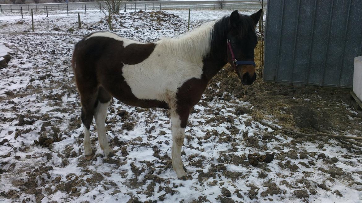 Anden særlig race Halkærhus Painted Lacey - Lacey 8½ måned billede 3