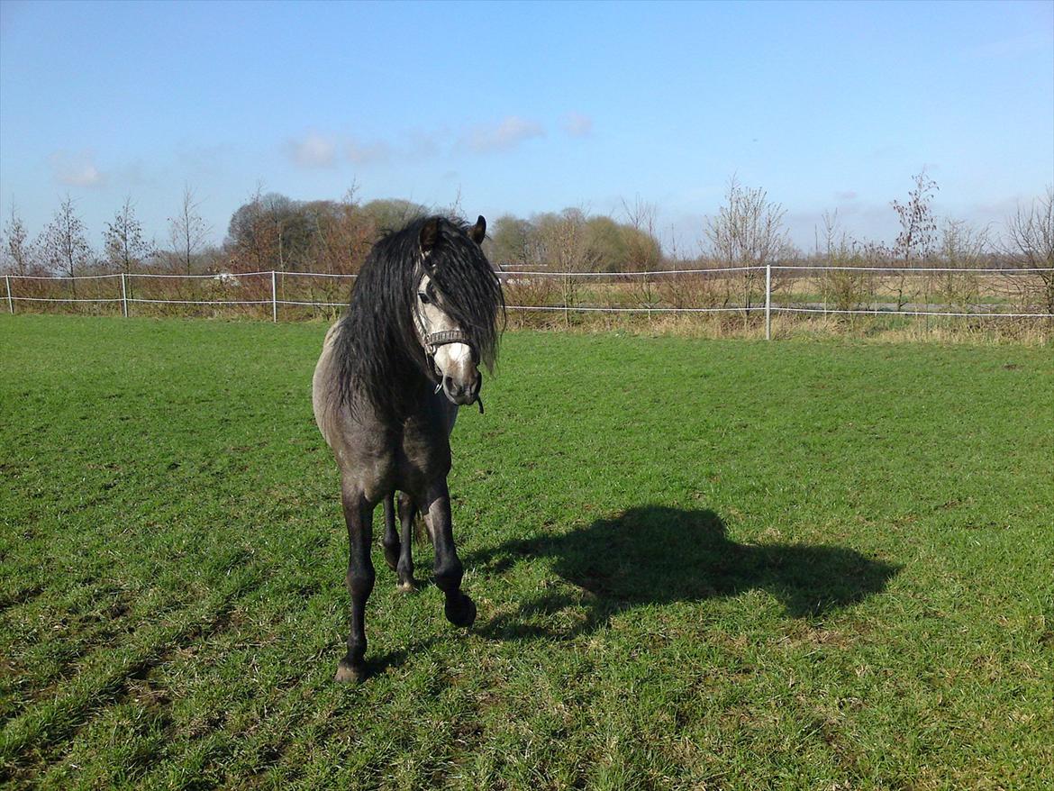 Welsh Pony (sec B) KlintHolms Sir Cliff billede 1